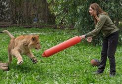 İzmir'de çiftlikten kurtarılan aslan koruma altına alındı
