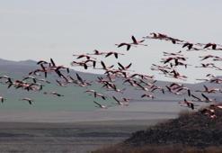 Yozgat allı turnalara ev sahipliği yapıyor