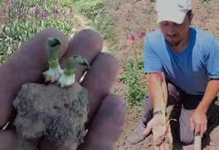 Çocukken topladığı ürün şimdi altın değerinde!  50 kilosu 125 bin TL'ye satılıyor: Köyüne koŞtu