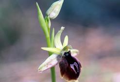 Antalya'da orkide mevsimi başladı, turistler görmek için akın etti! Bu çiçeği koparmanın cezası 552 bin lira