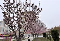 Kar hububatta sevindirdi, don meyve ve sebzede endişe getirdi