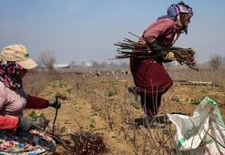 Bursa'dan dünyaya gönderiliyor! Bir mahallenin geçim kaynağı, hasadı devam ediyor