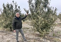 Türkiye'nin üretim merkezinde zarar yüzde 70! Soğuk hava dalgası hepsini yaktı
