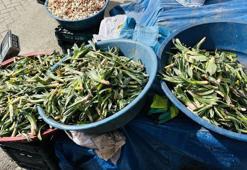 Çiriş otu tezgahlarındaki yerini aldı