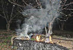 Çanakkale'de çiçek açan ağaçları don vurdu! 'Zararımız ortalama yüzde 100'e yakın'