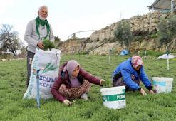 Hatay'da zahter hasadı başladı! Faydaları saymakla bitmez fiyatı belli oldu