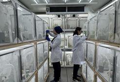 Samsun'daki laboratuvarda bu yıl 750 bin samuray arısı üretilip doğaya bırakılıyor