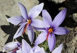 Bu çiçeği koparmanın cezası yarım milyon TL! Sadece bir ilimizde yetişiyor