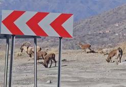 Adıyaman'da dağ keçileri kara yoluna indi