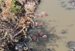 Adana'da dere yatağında at ve eşek kemikleri bulundu!