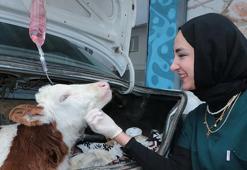 Yozgat'ta ilginç görüntü! Hastalanan buzağısını otomobiliyle veterinere götürdü