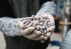 Bayram sofralarının vazgeçilmezi 'beyaz altın'! Yöresel lezzet için kazanlar dönmeye başladı