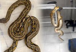 Kütahya'da yolcu otobüsünde panik anları! Karton kutunun içinden piton yılanı ele geçirildi