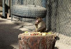 Türkiye'ye kaçak yollarla getirilmişti! Maymun fıstık Antalya'da yeni ailesine kabul edildi