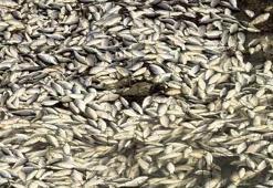 Bursa'da korkunç manzara! Binlerce ölü balık çevreye yayıldı