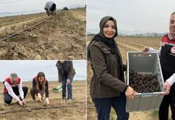 ABD'yi terk etti, İzmir'e gelip 80 dekar alana ekti! Şimdi hepsini Almanya, Hollanda'ya satacak