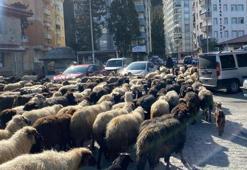 Artvin'de resmen başladı, 2 ay sürecek! Caddeler koyun sürüsüyle dolu