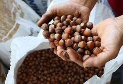 Fındık ihracatında 2,5 milyar dolarlık ihracat bekleniyor
