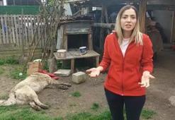 Bahçede besledikleri kangal köpeği belediye ekiplerinin attığı iğneyle öldü!