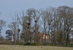 Kızılırmak Deltası Kuş Cenneti'ne geldiler! Leylekler ormanı şenlendi