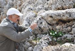Torosların beyaz gelinliği yok olma tehlikesiyle karşı karşıya! Koruma altına alınması gerekiyor