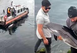 Avcılar'da kayalıklara sıkışan yunus balığı kurtarıldıktan saatler sonra cansız bedeni bulundu