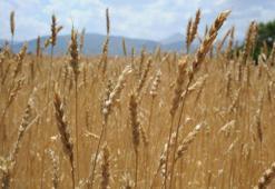 Dünyada talep patladı! 62 milyon ton üretim yapılacak