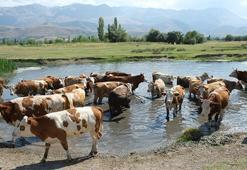 60 bin TL maaşla çoban bulamadılar! 'Eskiden yalvarıyorlardı, şimdi kimse yüzüne bakmıyor'
