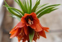 Sadece 20 günlük ömrü var! Görmek isteyen akın akın Batman'a geliyor!