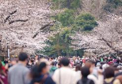 Adana Kiraz Çiçeği Festivali'ne hazırlanıyor: Hazırlıkları başladı
