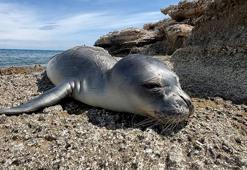 Antalya'da 101 günlük bakımdan sonra denize bırakılan yavru fok balığı ölü bulundu
