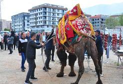 Manisa deve güreşlerinde arbede! Develer halkın arasına karıştı
