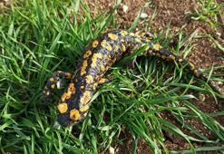 Baharın gelmesiyle ortaya çıkmaya başladılar! Koruma altındaki türe zarar vermenin cezası yarım milyon