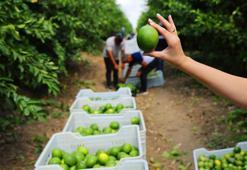 Stokçuların limon oyunu ortaya çıktı! 'Hasat süresi gelene kadar depolardaki limon çürür'