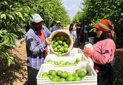 Limonda stokçuların oyunu ortaya çıktı! 'Yeni sezona kadar ülkemize yeter ve artar'