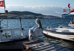 Yaralı halde sığındı, 4 yıldır ayrılmıyor: Pelikan Tosun, Foça'nın maskotu oldu