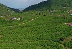 Orta ve Doğu Karadeniz'de fındık sezonu! Hazırlıklar başladı