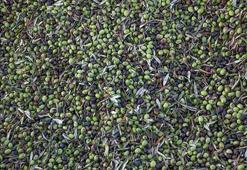 Türkiye zeytin üretiminde dünya birincisi!