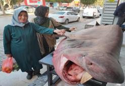 Bir haftada 3 kez dev köpek balığı yakalandı! Dokunma yarışı yapıldı