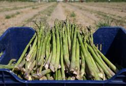 Kuşkonmaz, hem yumurtalı hem yoğurtlu tüketilebilir! Faydaları saymakla bitmez