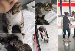 Hamile kedi doğum yapmak için veterineri seçti! İşte yürek ısıtan görüntüler