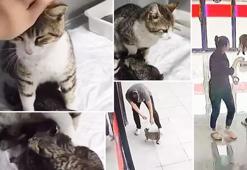 Hamile kedi doğum yapmak için veterineri seçti!