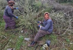 Sinop'ta zeytin ağaçları ekonomiye kazandırılıyor! Köylülere istihdam kapısı açıldı