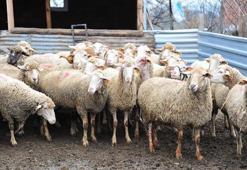 Tunceli'nin bazı köylerinde şap karantinası başlatıldı