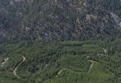 Muğla'da ormanlara giriş yasağı! 1 Mayıs'tan itibaren başlıyor