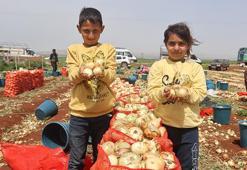 Amik Ovası'nın bereketli topraklarında hasat vakti! Yüksek rekolte çiftçinin yüzünü güldürdü