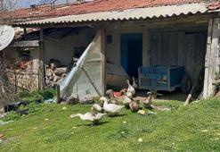 Yeni gelir kapısı oldu! Çiftçiler talebe yetişemiyor