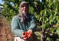 Yılın ilk hasadı Manisa'da yapıldı! Kilosu 3 bin 500 TL'den satıldı