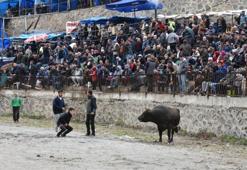 Artvin'de "Yusufeli Sarıgöl 30. Geleneksel Boğa Güreşleri Festivali" yapıldı