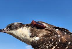 Iğdır'da yeni takibe alınan bozkır delicesinden şahine 13 kuş, uydu vericisiyle anlık izleniyor
